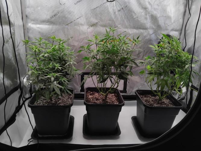 Seedsman White widow reg. female clone. Week 10 - After transplant & trim.