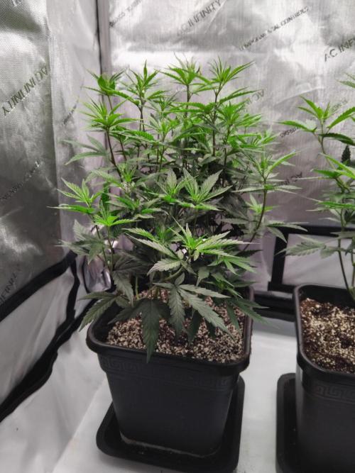 Seedsman White widow reg. female clone. Week 10 - Still needs a bit of thinning out.