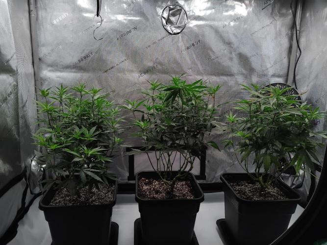 Seedsman White widow reg. female clone. Week 10 - 1 day after transplant.