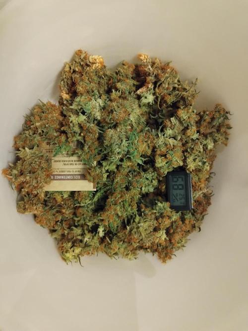 Seedsman White widow reg. female clone. Week 10 - This is from the mother plant, i have not weighed it yet. But it produced a lot.