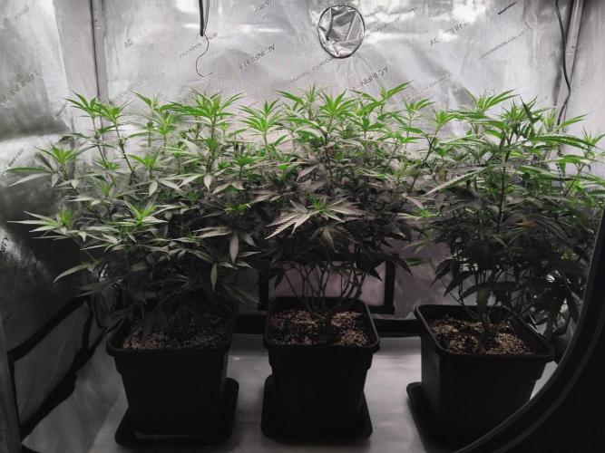 Seedsman White widow reg. female clone. Week 11 - Before trim.