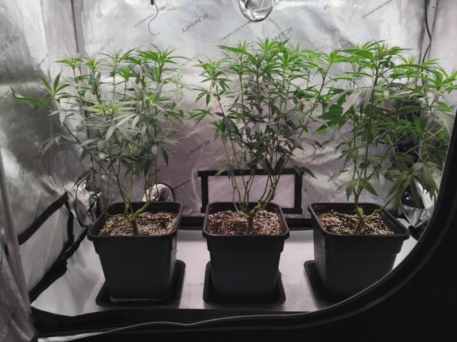 Seedsman White widow reg. female clone. Week 11 - After trim.
