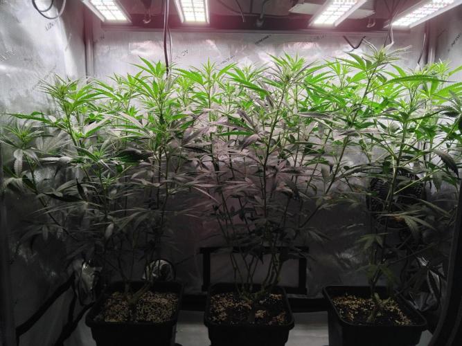 Seedsman White widow reg. female clone. Week 12