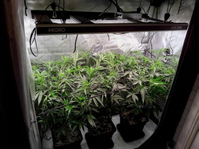 Seedsman White widow reg. female clone. Week 12