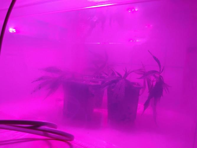 Seedsman White Widow Regular Clones. Week 1 - 1 week ago