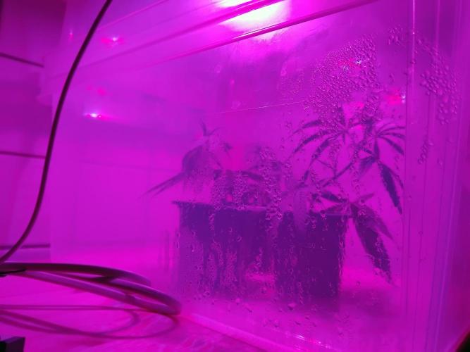 Seedsman White Widow Regular Clones. Week 1 - Today