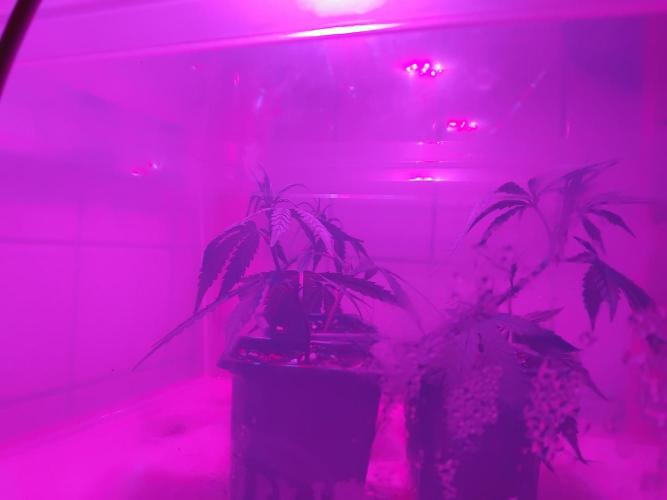 Seedsman White Widow Regular Clones. Week 1 - Today