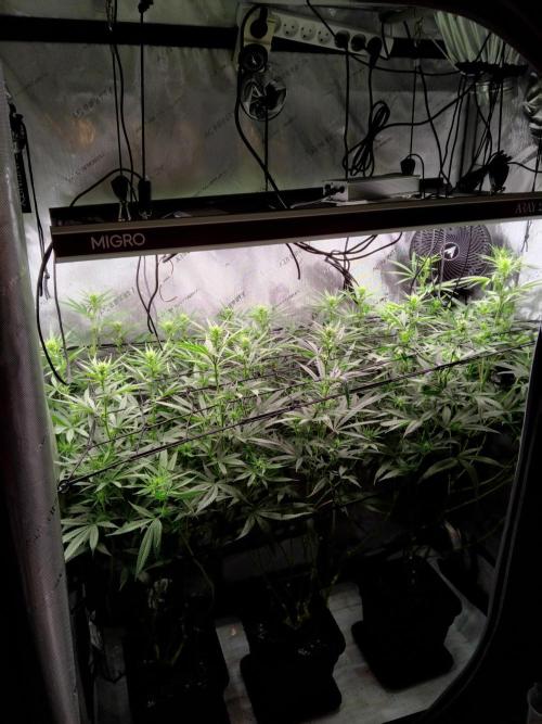 Seedsman White widow reg. female clone. Week 13
