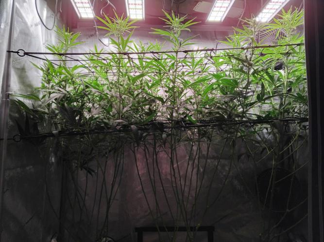 White Widow Regular. Week 13
