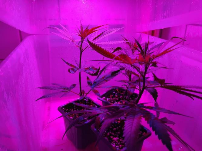 Seedsman White Widow Regular Clones. Week 2 - A few days ago.