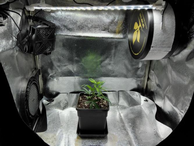 Seedsman White Widow Regular Clones. Week 2 - Transplanted today.