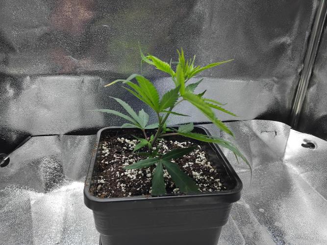 White Widow Regular. Week 2