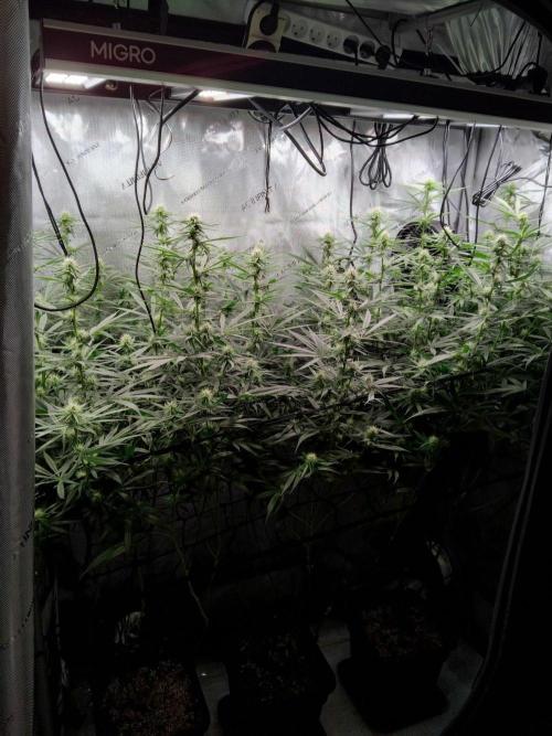 Seedsman White widow reg. female clone. Week 14