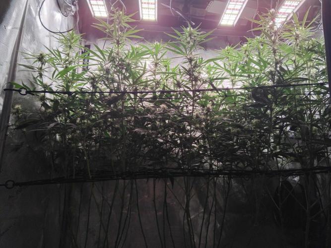 Seedsman White widow reg. female clone. Week 14