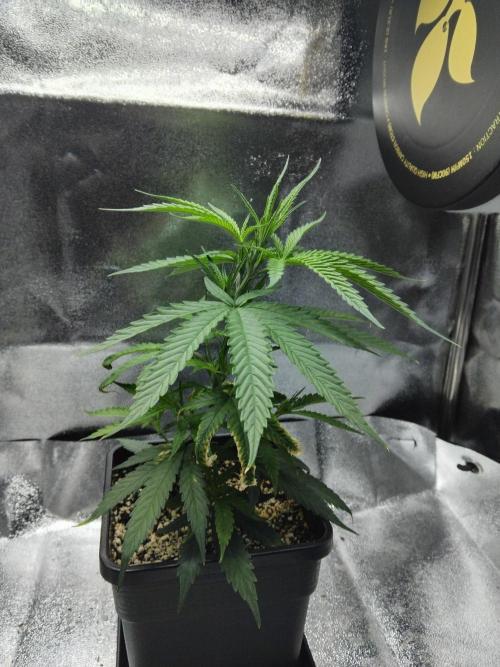 Seedsman White Widow Regular Clones. Week 3