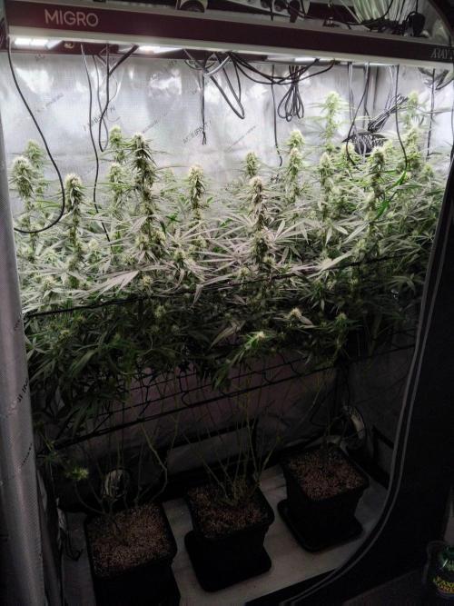Seedsman White widow reg. female clone. Week 15