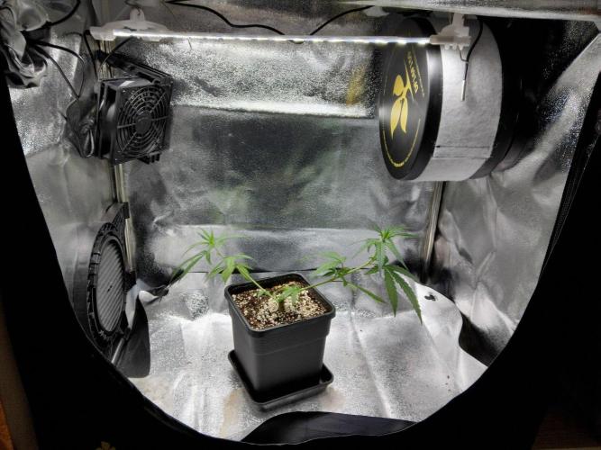 Seedsman White Widow Regular Clones. Week 4 - After topping.