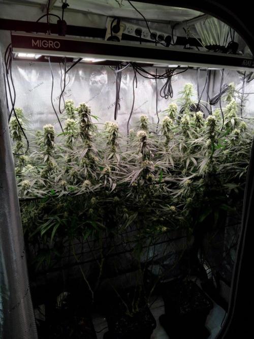 Seedsman White widow reg. female clone. Week 16