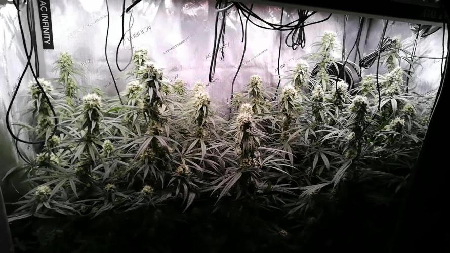 Seedsman White widow reg. female clone