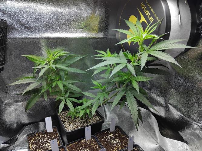 White Widow Regular. Week 5