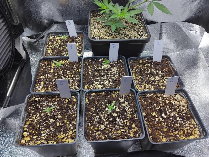 Banana Chem Freak Regular. Week 0