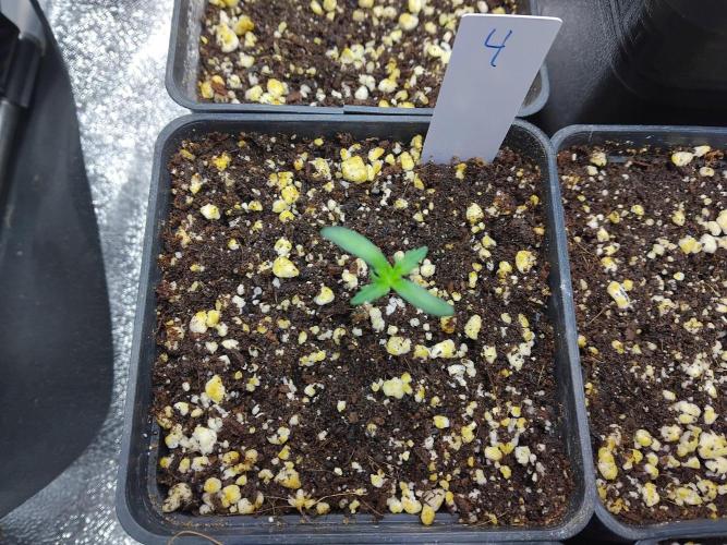 Banana Chem Freak Regular. Week 0