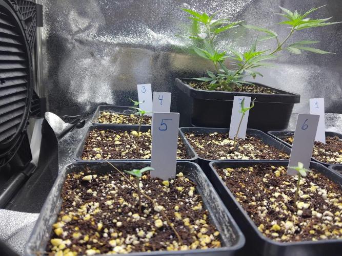 Banana Chem Freak Regular. Week 0