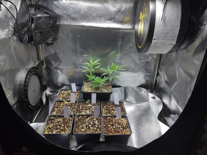 Banana Chem Freak Regular. Week 0