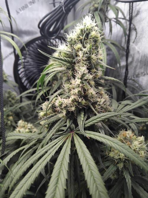 Seedsman White widow reg. female clone. Week 17 - The top that broke !