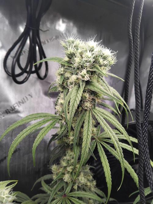 Seedsman White widow reg. female clone. Week 17