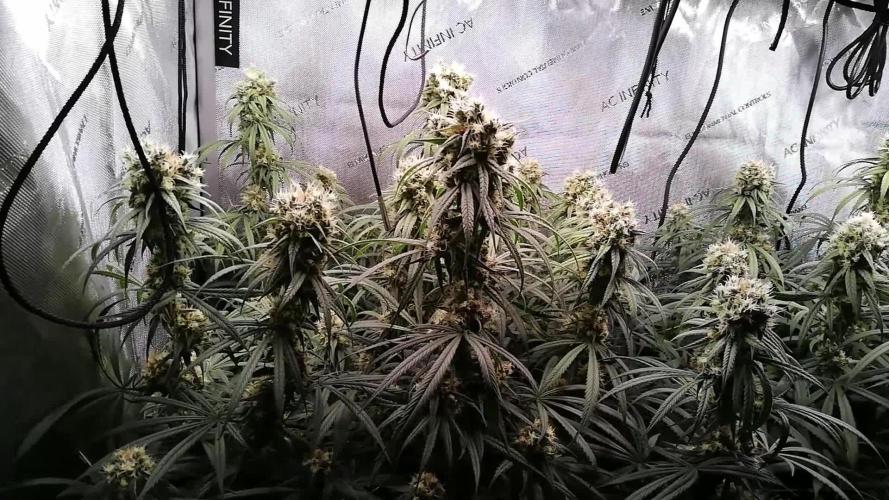 Seedsman White widow reg. female clone