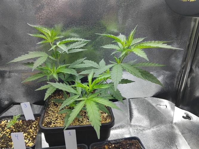 White Widow Regular. Week 6