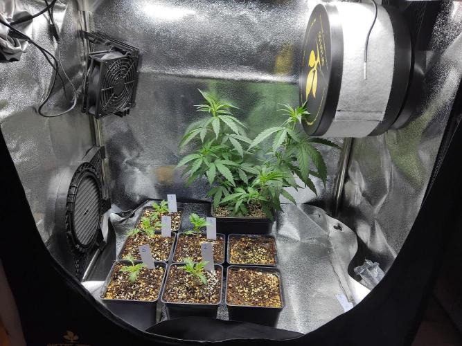 Banana Chem Freak Regular. Week 1