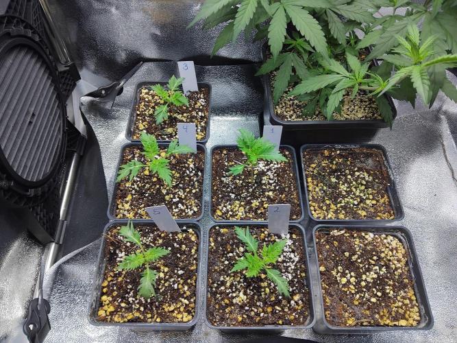 Banana Chem Freak Regular. Week 1