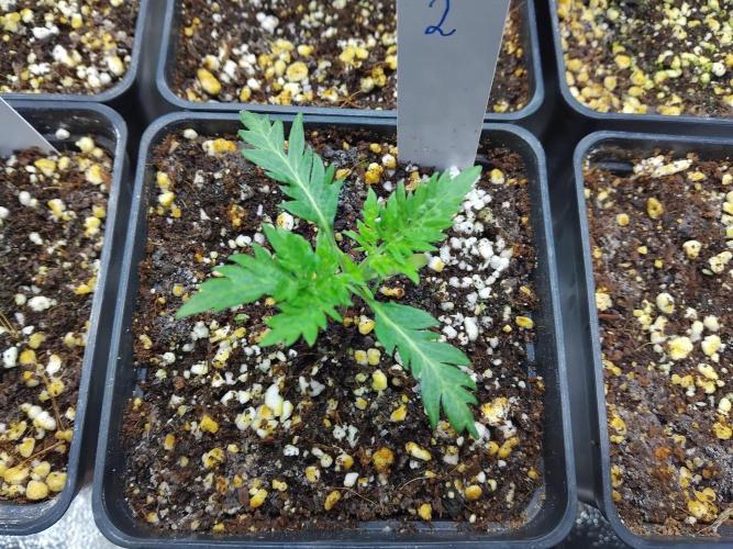 Banana Chem Freak Regular. Week 1