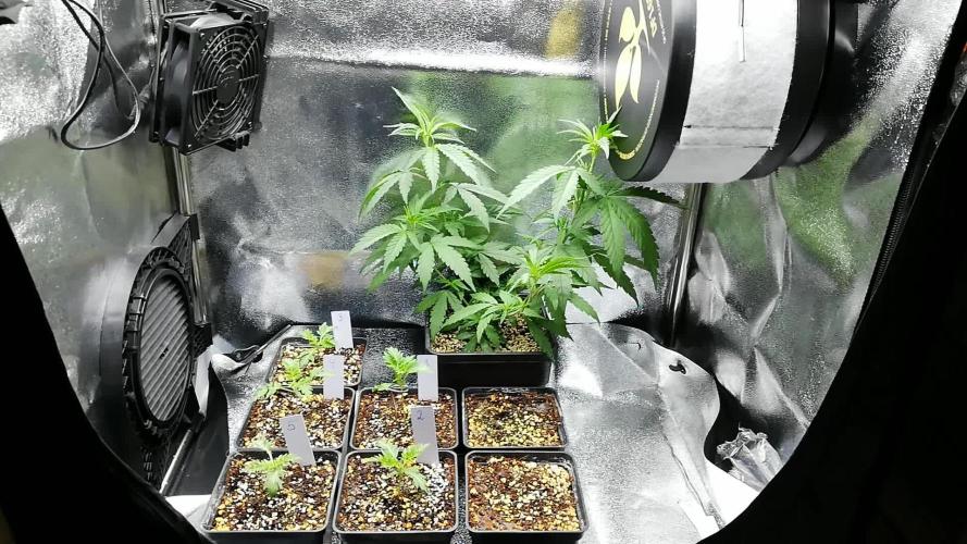 Banana Chem Freak Regular