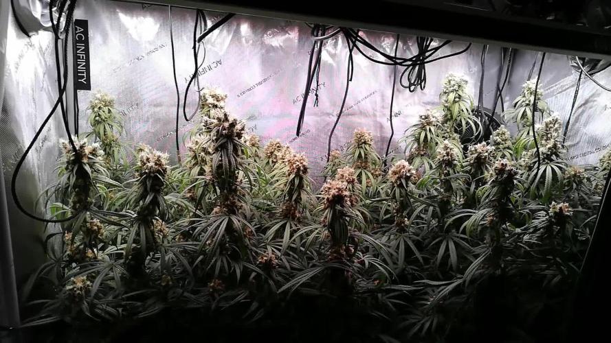 Seedsman White widow reg. female clone