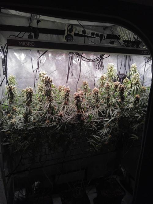 Seedsman White widow reg. female clone. Week 18