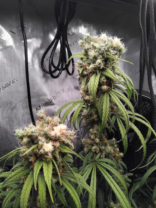 Seedsman White widow reg. female clone. Week 18