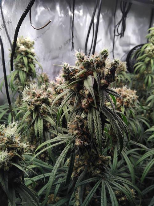 Seedsman White widow reg. female clone. Week 18