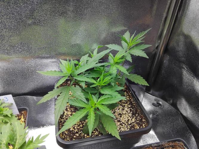 Seedsman White Widow Regular Clones. Week 7