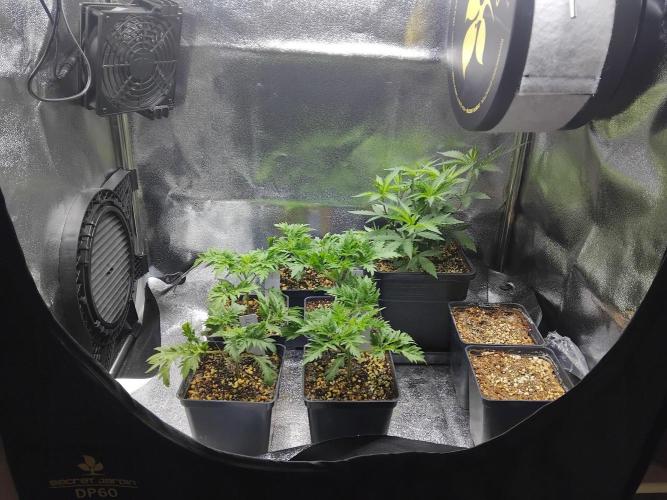 Banana Chem Freak Regular. Week 2