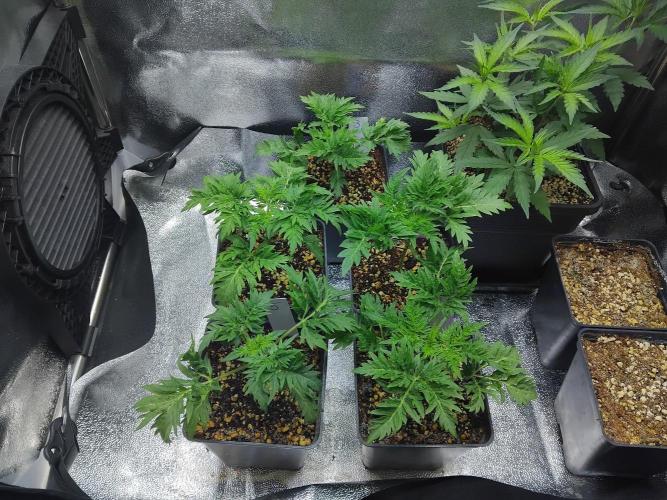 Banana Chem Freak Regular. Week 2 - Looks a bit like Parsley.