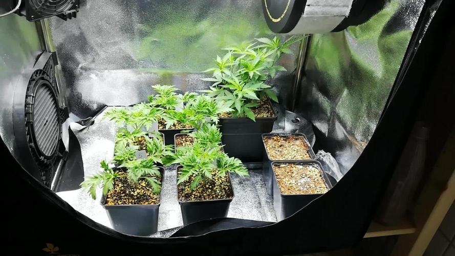 Banana Chem Freak Regular