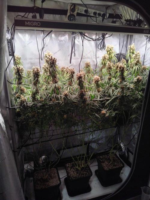 Seedsman White widow reg. female clone. Week 19