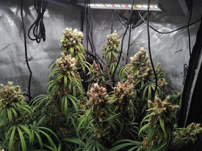 Seedsman White widow reg. female clone. Week 19