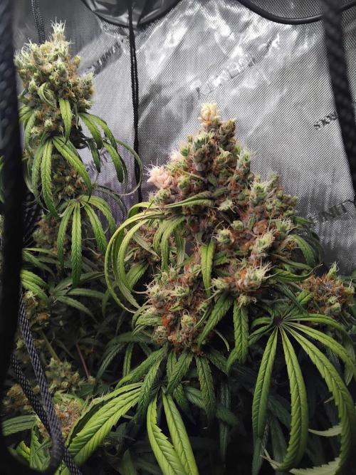 Seedsman White widow reg. female clone. Week 19