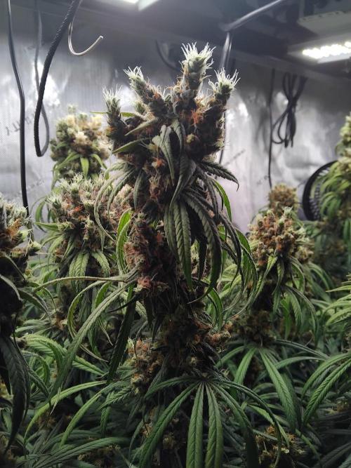 Seedsman White widow reg. female clone. Week 19