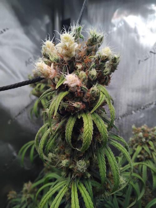 Seedsman White widow reg. female clone. Week 19