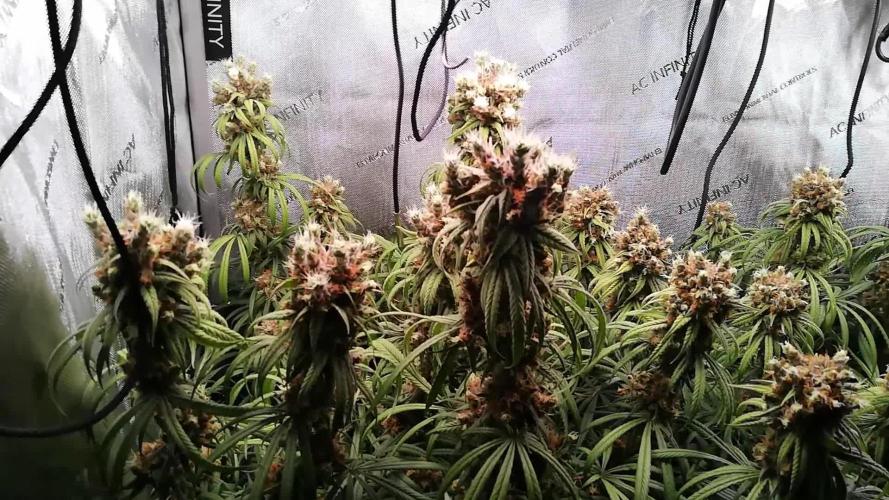 Seedsman White widow reg. female clone